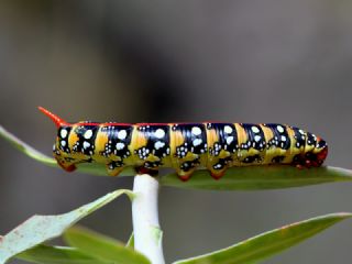 Tr almalar ([unknown genus] n/a)