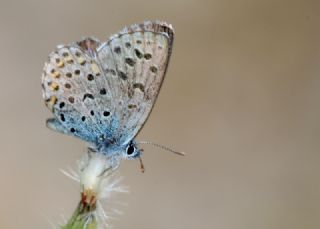 Bavius Mavisi (Pseudophilotes bavius)