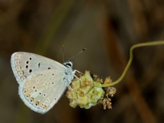 okgzl Kk Turan Mavisi (Polyommatus cornelius)