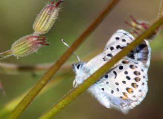 Himalaya Mavisi (Pseudophilotes vicrama)