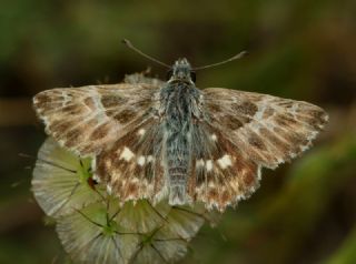 ark Zpzp (Carcharodus orientalis)