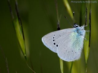 Karagz Mavisi (Glaucopsyche alexis)