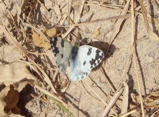 Yeni Beneklimelek (Pontia edusa)