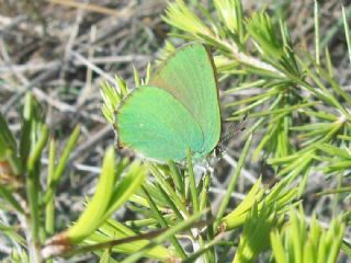 Zmrt (Callophrys rubi)