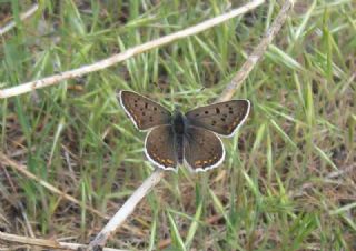 sli Bakr Gzeli (Lycaena tityrus)