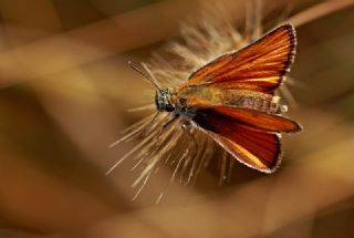 Siyah Antenli Zpzp (Thymelicus lineolus)