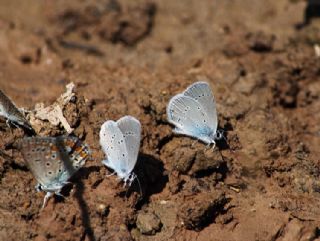 Minik Kupid (Cupido minimus)