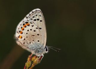 Himalaya Mavisi (Pseudophilotes vicrama)