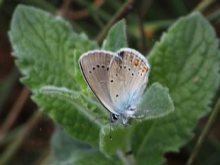 okgzl Gzel Mavi (Polyommatus bellis)