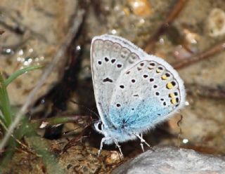 okgzl Amanda (Polyommatus amandus)