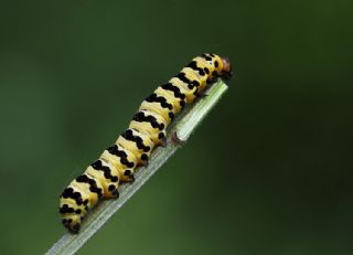 Tr almalar ([unknown genus] n/a)