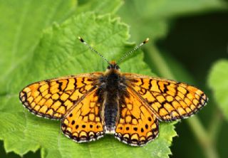 Nazuum (Euphydryas aurinia)