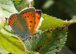 Byk Bakr Gzeli (Lycaena dispar)