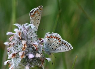 okgzl Mavi (Polyommatus icarus)
