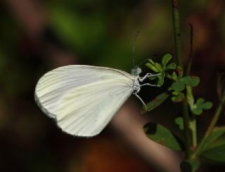 Narin Orman Beyaz (Leptidea sinapis)