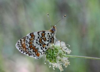 Cezayirli parhan (Melitaea ornata)