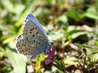 okgzl Gk Mavisi (Polyommatus bellargus)