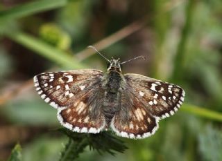 Ege Zpzp (Pyrgus melotis)