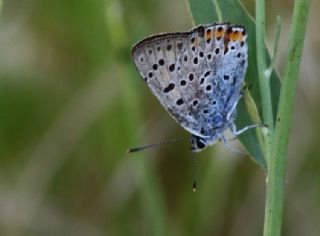 Byk Mor Bakr Gzeli (Lycaena alciphron)