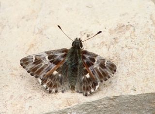 Hatmi Zpzp (Carcharodus alceae)