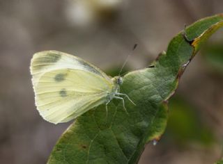 Kk Beyazmelek (Pieris rapae)