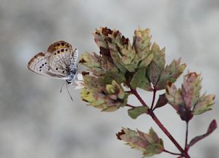 Mcevher Kelebei (Chilades trochylus)