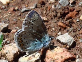 Tr almalar ([unknown genus] n/a)