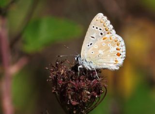 okgzl Gk Mavisi (Polyommatus bellargus)