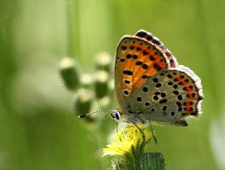 sli Bakr Gzeli (Lycaena tityrus)