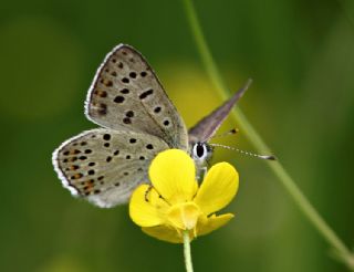 sli Bakr Gzeli (Lycaena tityrus)