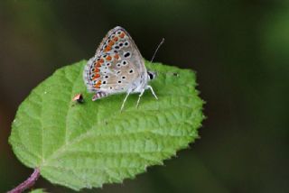 okgzl Esmer (Aricia agestis)