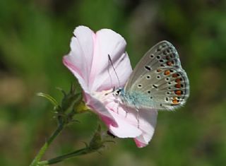 okgzl Mavi (Polyommatus icarus)