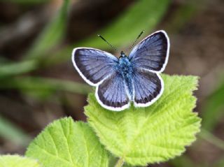 Gm Lekeli Esmergz (Plebejus argus)