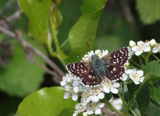 Kzl Zpzp (Spialia orbifer)