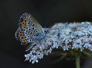 Gm Lekeli Esmergz (Plebejus argus)