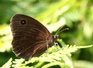 Kara Hayalet (Minois dryas)