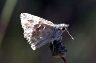 ark Zpzp (Carcharodus orientalis)