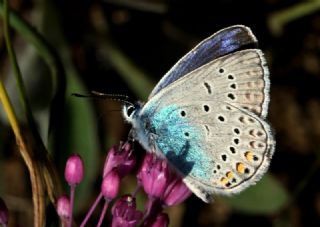 okgzl Amanda (Polyommatus amandus)