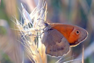 Kk Zpzp Perisi (Coenonympha pamphilus)