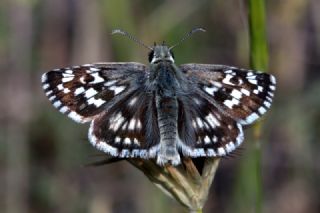 Gzel Zpzp (Pyrgus cinarae)