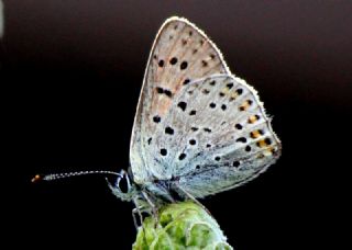 sli Bakr Gzeli (Lycaena tityrus)