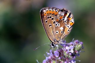 okgzl Balkan Mavisi (Aricia anteros )