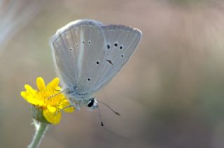okgzl Anadolu Beyaz (Polyommatus menalcas)