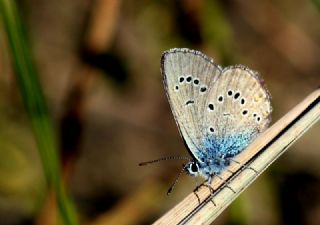 okgzl Gzel Mavi (Polyommatus bellis)