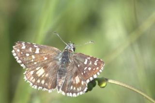 spanyol Zpzp (Pyrgus armoricanus)