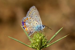 okgzl Meneke Mavisi (Polyommatus thersites)
