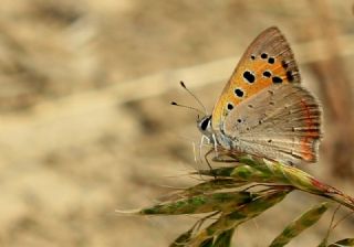 Benekli Bakr Gzeli (Lycaena phlaeas)