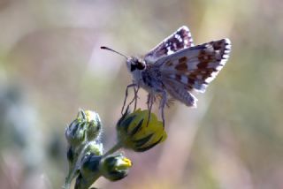 Gzel Zpzp (Pyrgus cinarae)