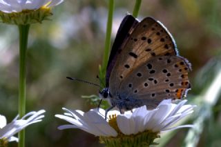 Byk Mor Bakr Gzeli (Lycaena alciphron)