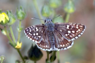 Sar Bandl Zpzp (Pyrgus sidae)